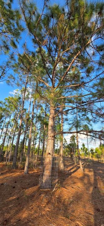 待售: $55,000 (1.25 acres)