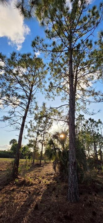 待售: $55,000 (1.25 acres)