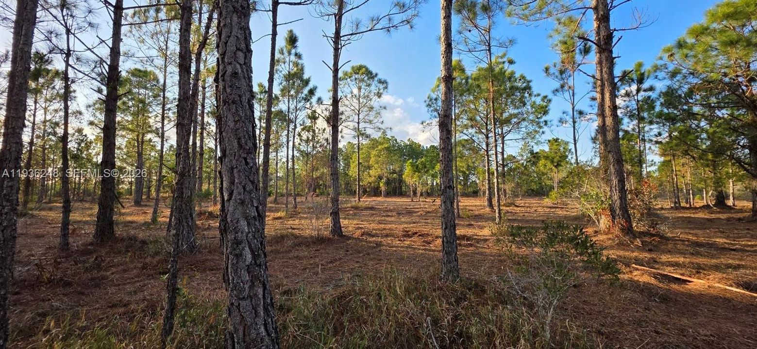 待售: $55,000 (1.25 acres)