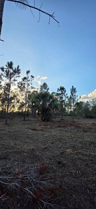 For Sale: $55,000 (1.25 acres)
