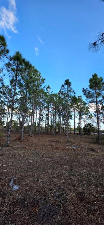 For Sale: $55,000 (1.25 acres)