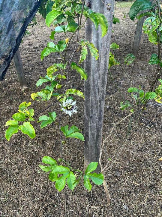 En Venta: $120,000 (1.25 acres)