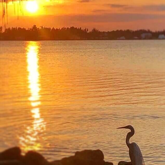 CRANE AT SUNRISE