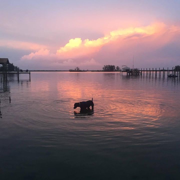 SUNRISE WITH DOG