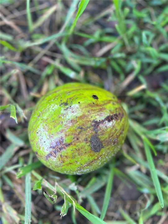 For Sale: $895,000 (5 beds, 3 baths, 0 Square Feet)