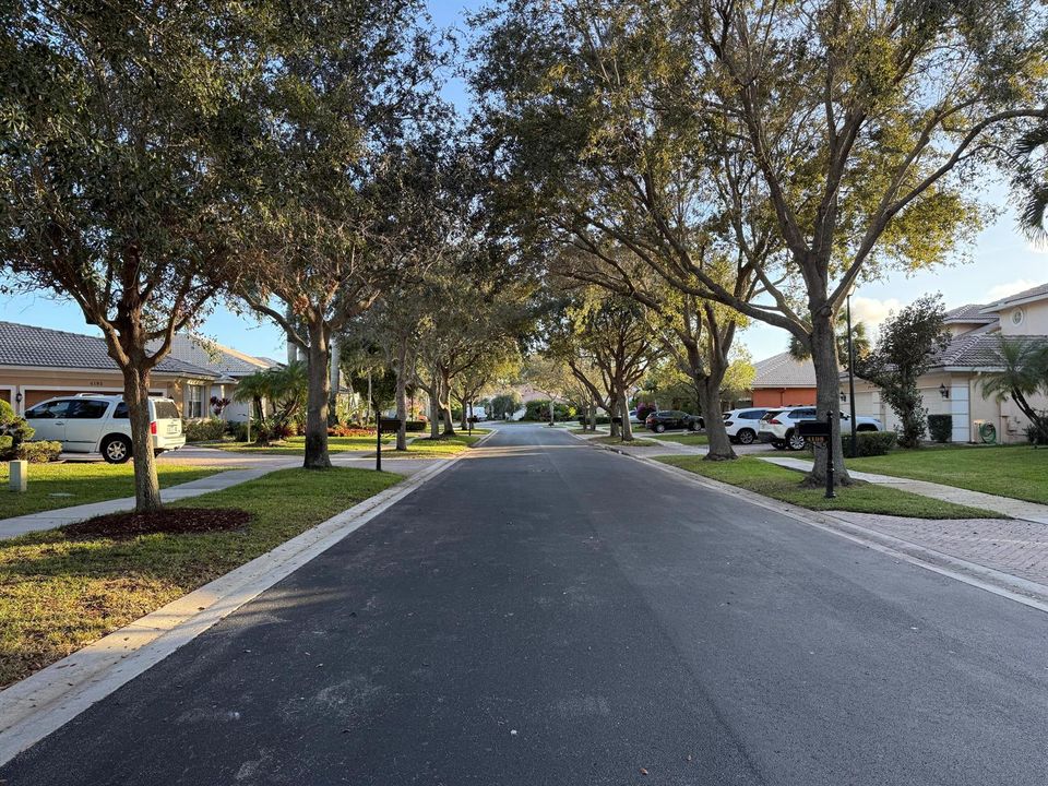 Tree Lined Streets