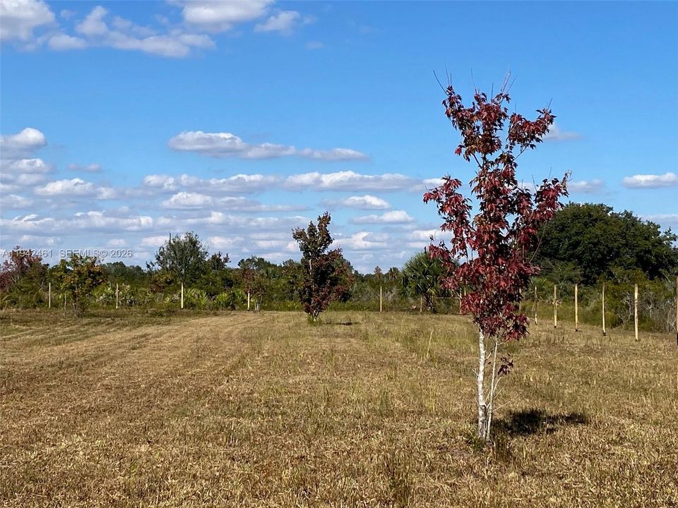 For Sale: $73,500 (1.25 acres)