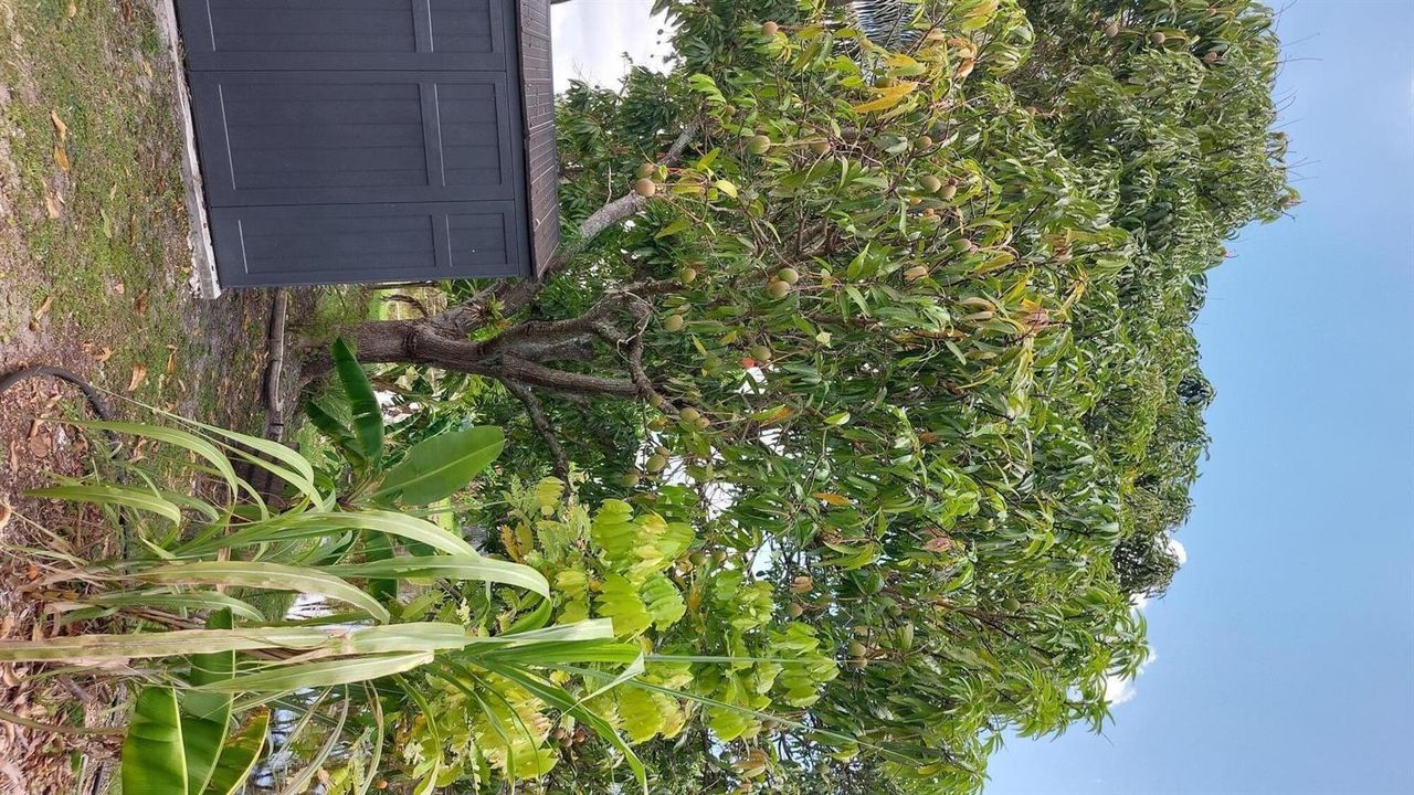 MANGOES