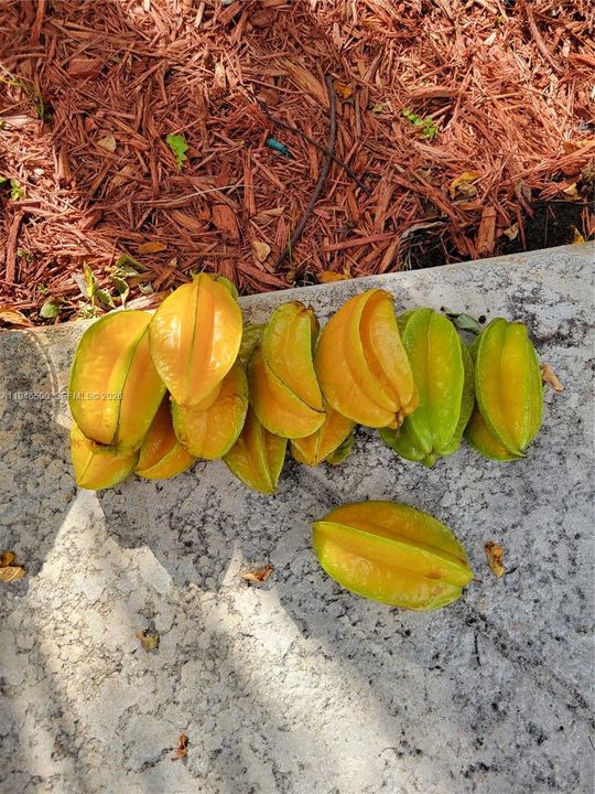 STAR FRUIT HARVEST