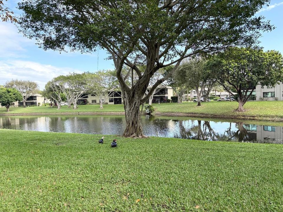 Pond view