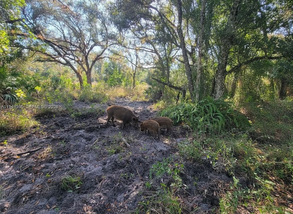 На продажу: $625,000 (25.00 acres)