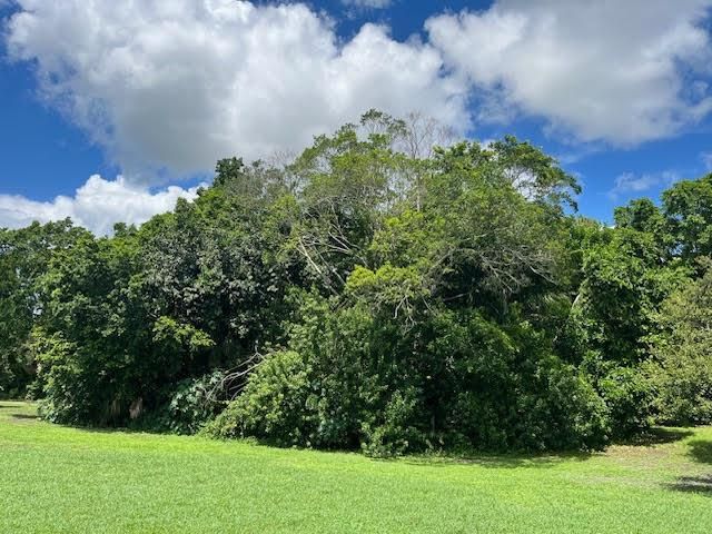 3 acre Banyan hammock west view