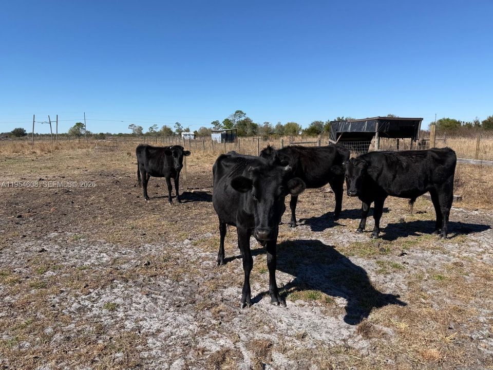 For Sale: $149,900 (5.00 acres)