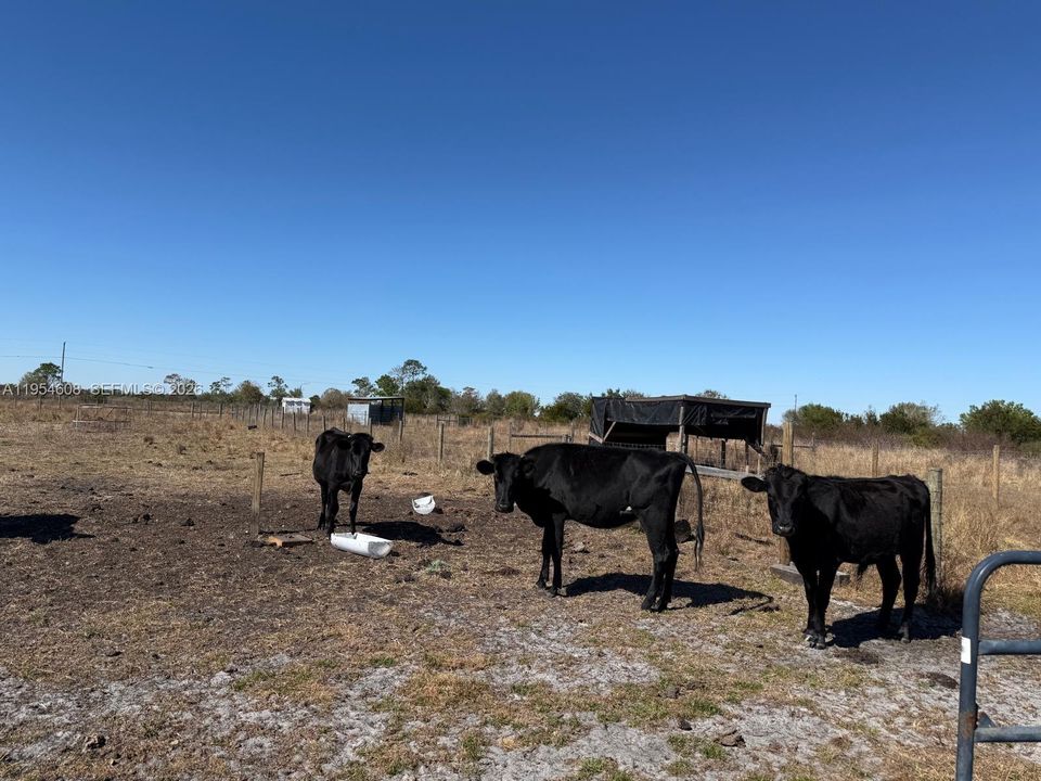 For Sale: $149,900 (5.00 acres)