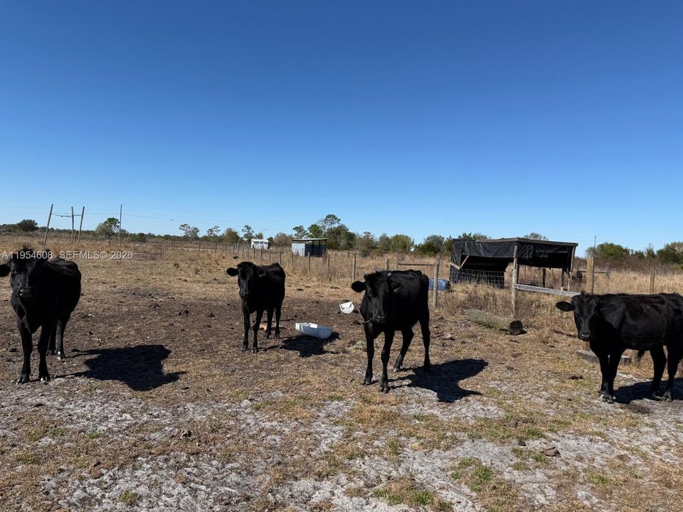 For Sale: $149,900 (5.00 acres)