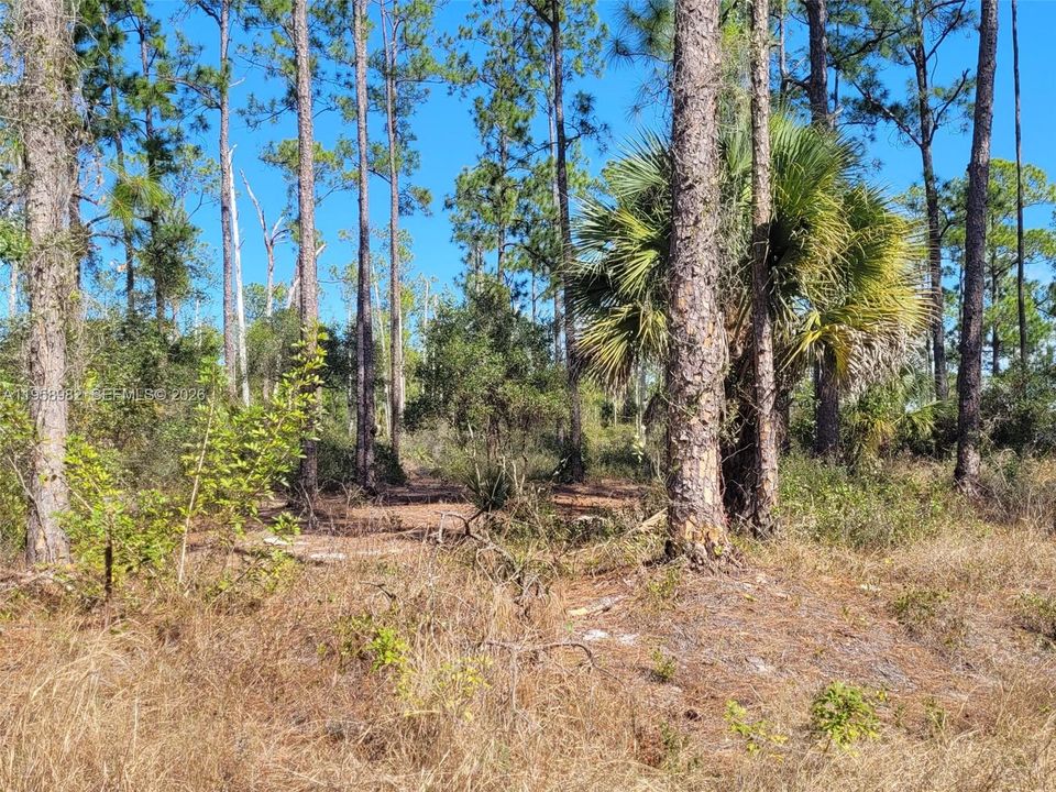 En Venta: $78,000 (1.25 acres)