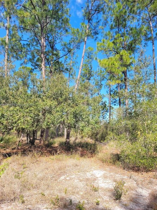 En Venta: $78,000 (1.25 acres)
