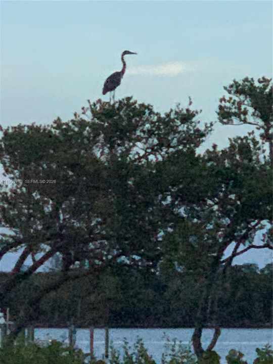 Amazing Wildlife