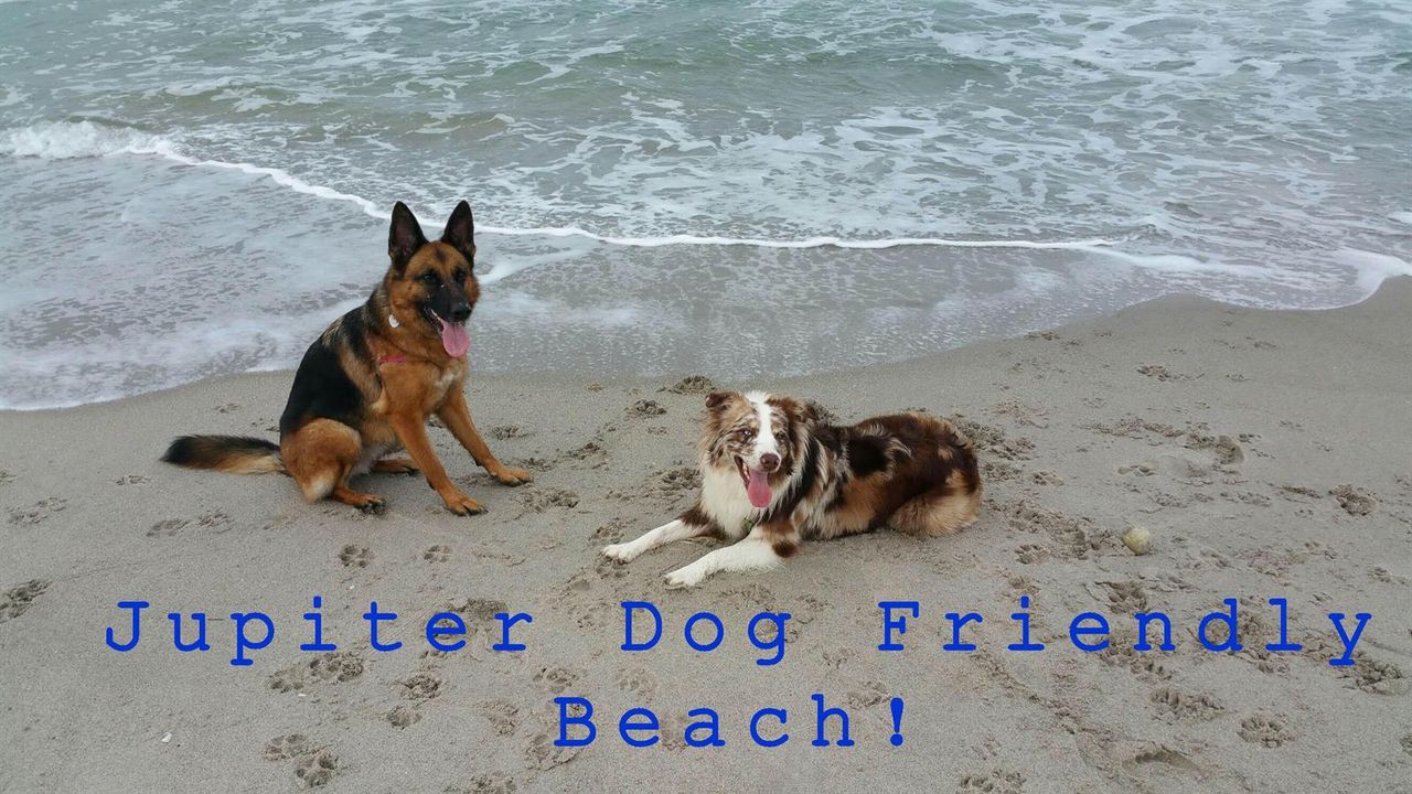 Jupiter Dog Friendly Beach at Your Door