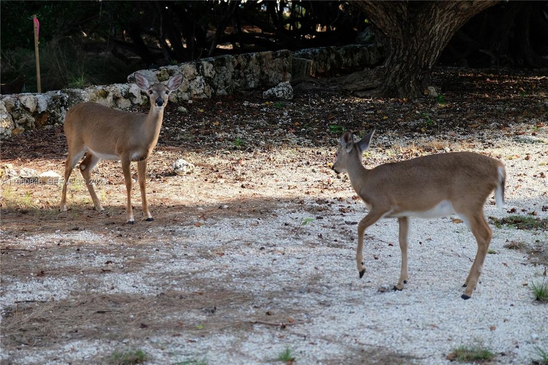 For Sale: $3,899,000 (0.76 acres)