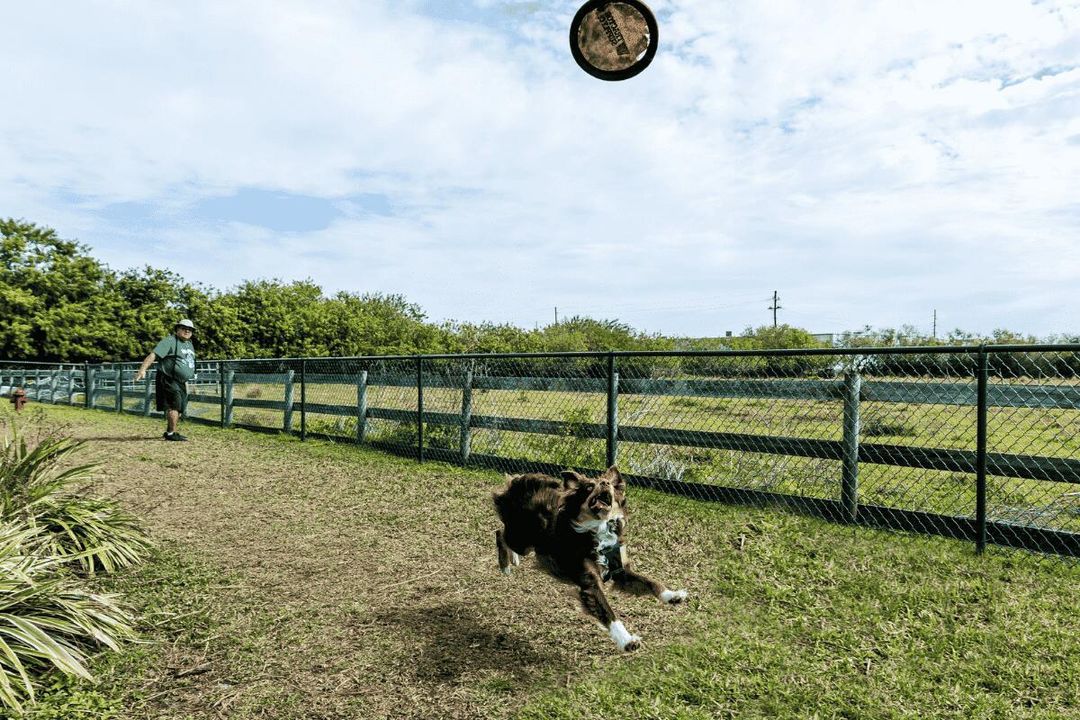 Dog-Park-1