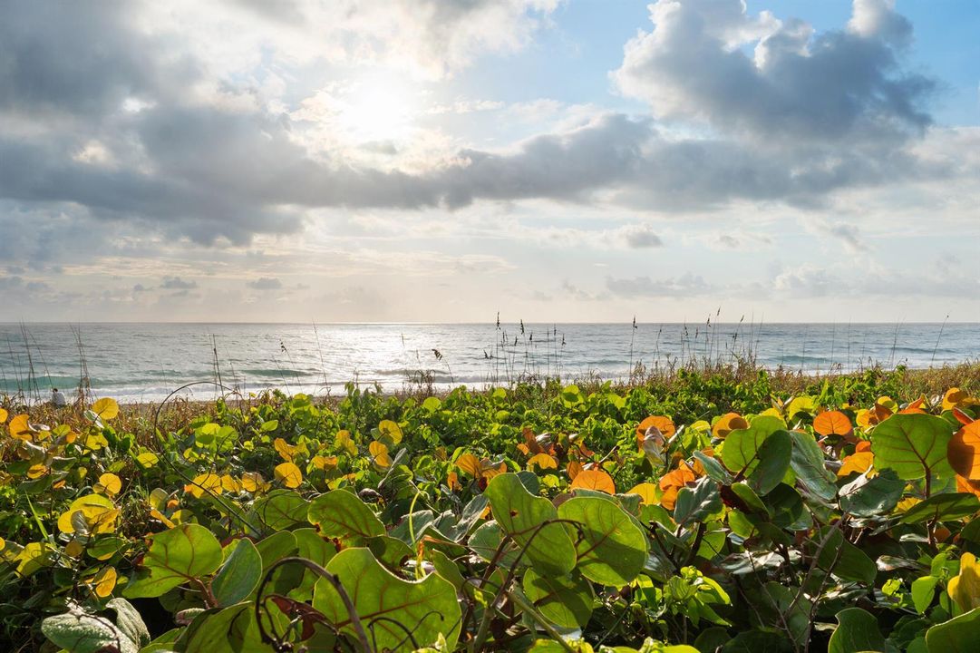 55_pb stock - beach, ocean, seagrapes 2