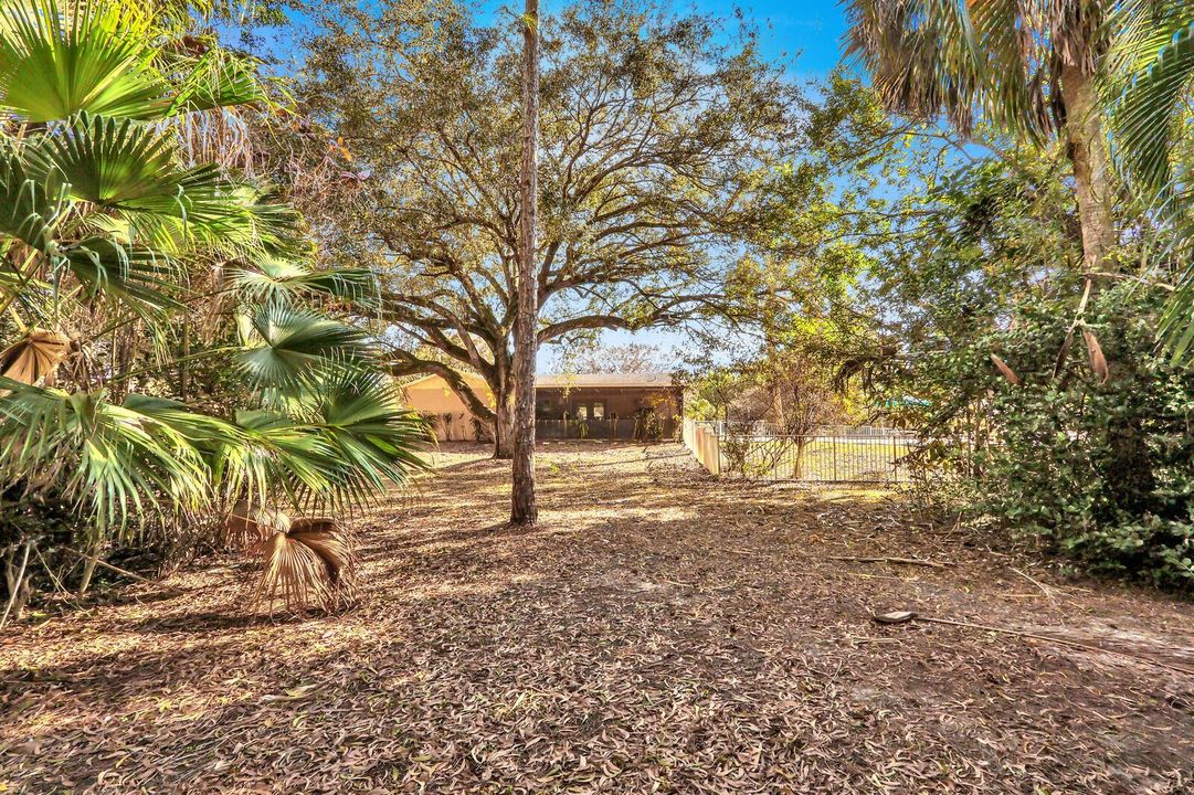 Backyard