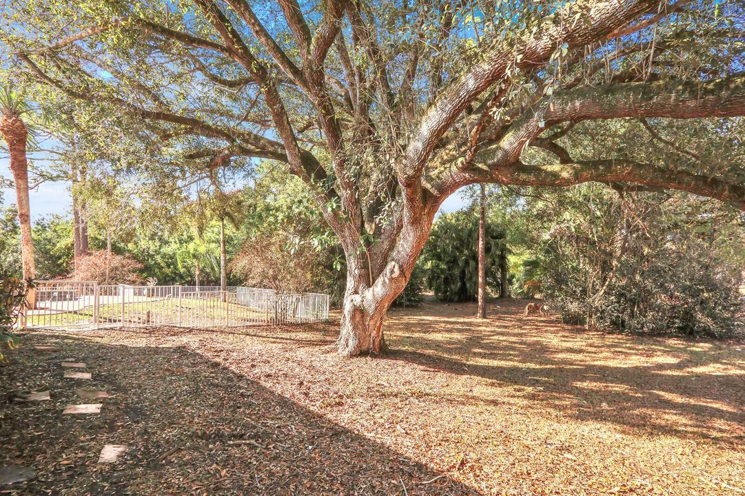 Backyard