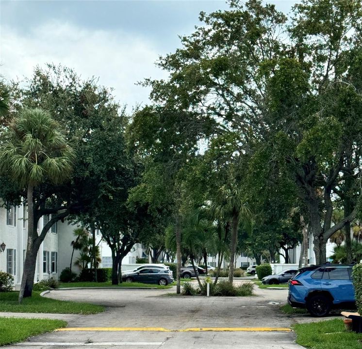 Gorgeous, aged trees throughout compllex