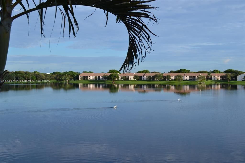 lakeducks