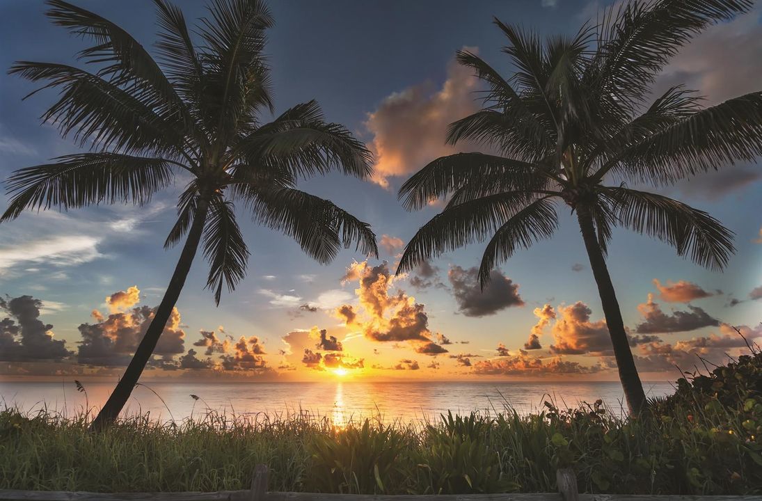 Sunset Jupiter Beach w Palm Trees copy