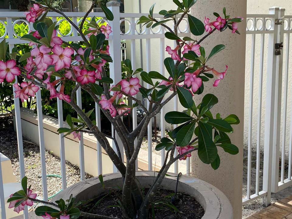 Potted Flowers at Pool