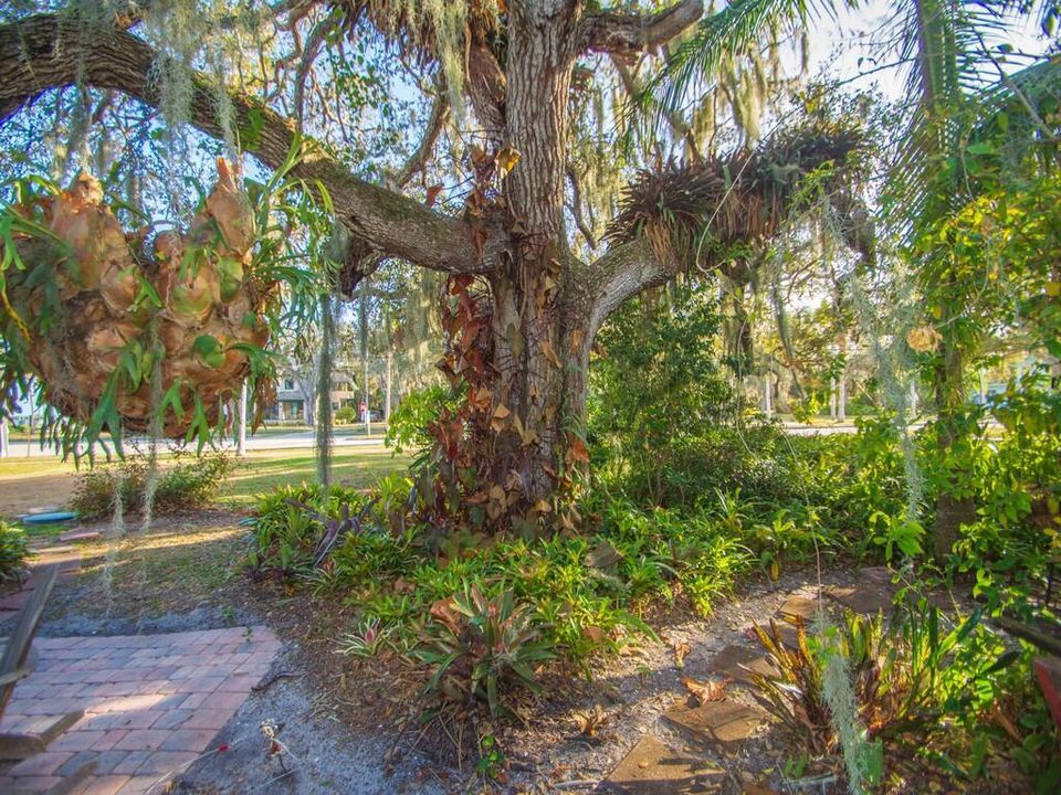 Live oak