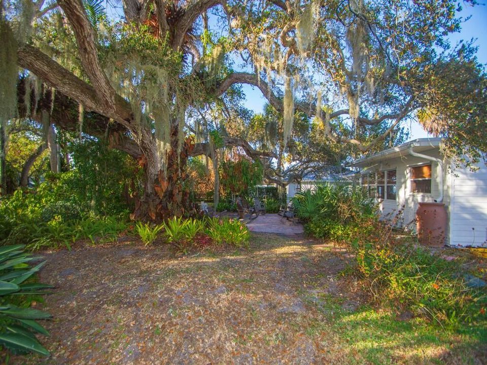 back yard