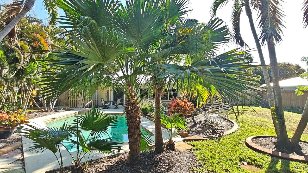 Backyard Pool