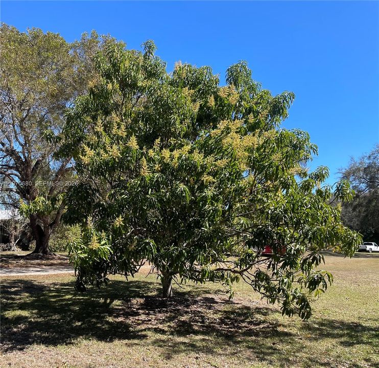 MANGO TREE IN BLOOM