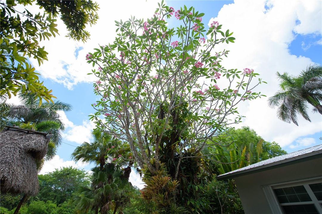LANDSCAPING STUNNING MATURE FRANGIPANI (PLUMERIA) IN FULL BLOOM