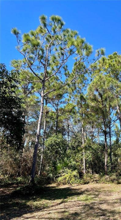 BEAUTIFUL FL PINES