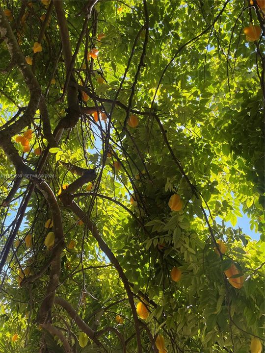 ABUNDANT CARAMBOLA "STARFRUIT"