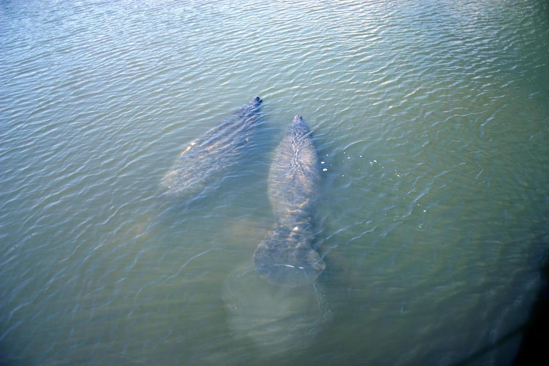 Wildlife