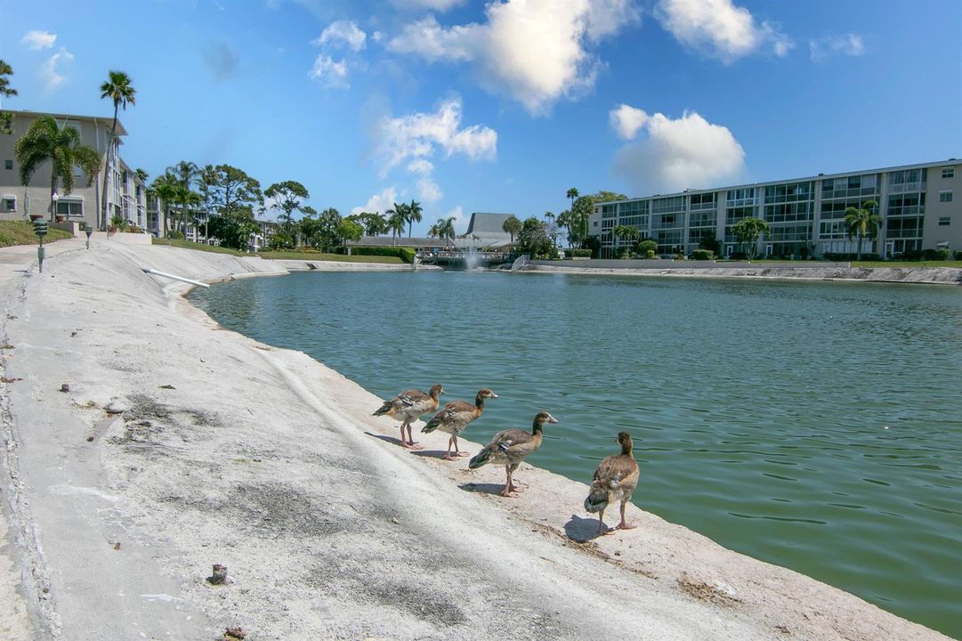 Lake-Clarke-Garden-wildlife