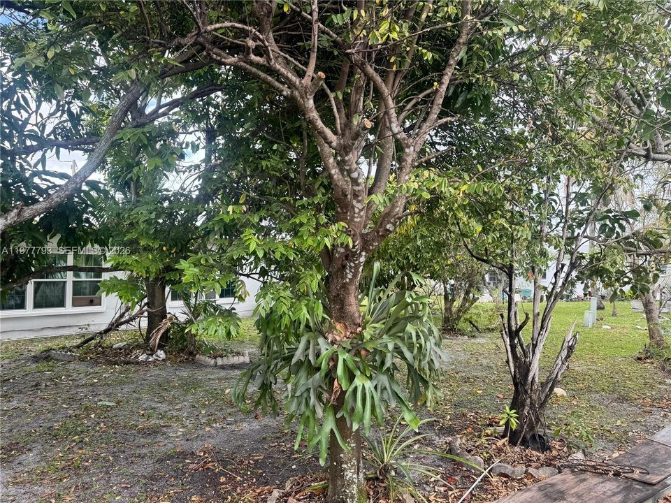 YARD