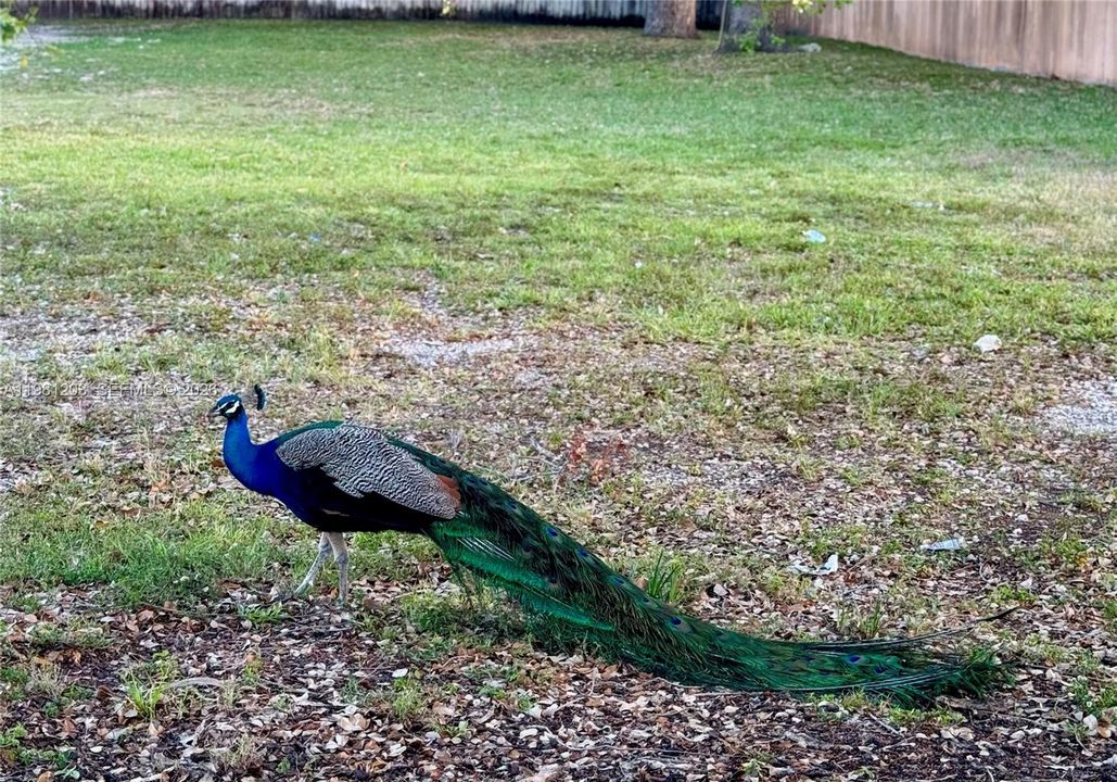 The Peacock City, aka Coconut Grove, is home to many a wild free-roaming Peacock as shown here in the neighborhood.