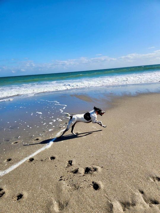 Beach days with your dog .3 miles away