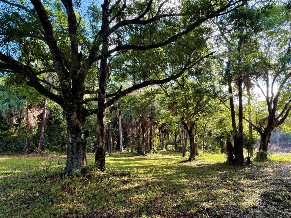 Mature Oak Trees