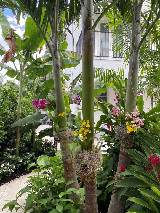 yard flowers 2