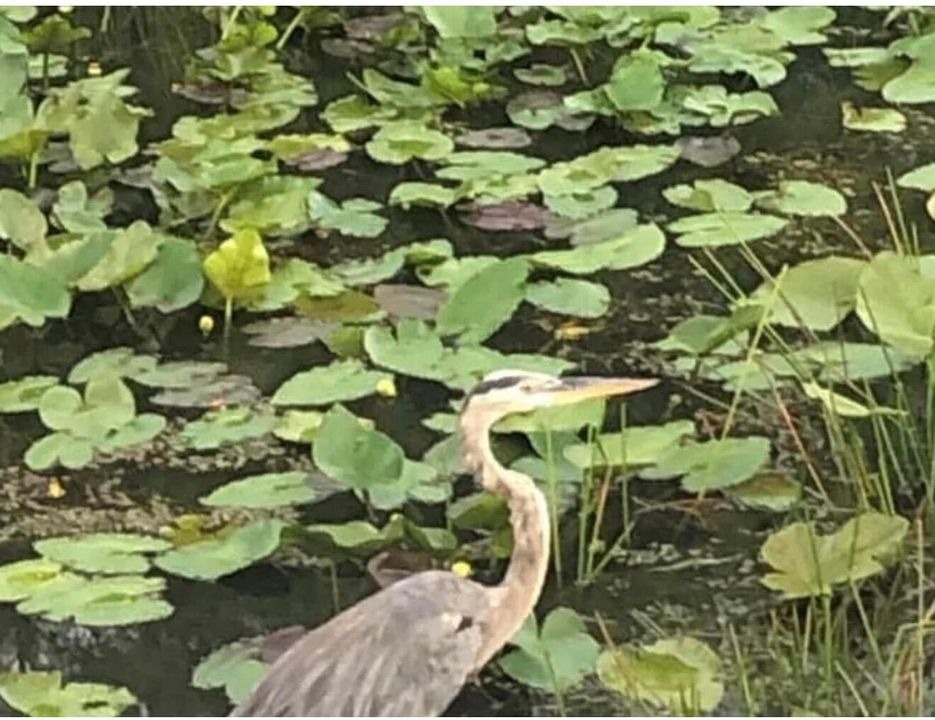 Nature