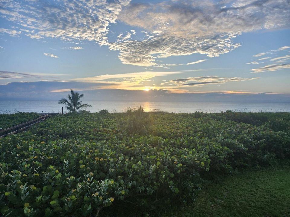 Morning view
