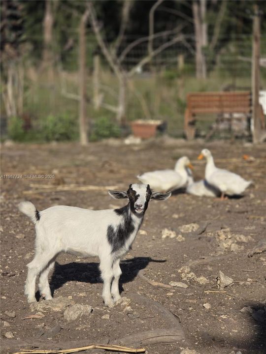 En Venta: $945,000 (0 camas, 0 baños, 0 Pies cuadrados)