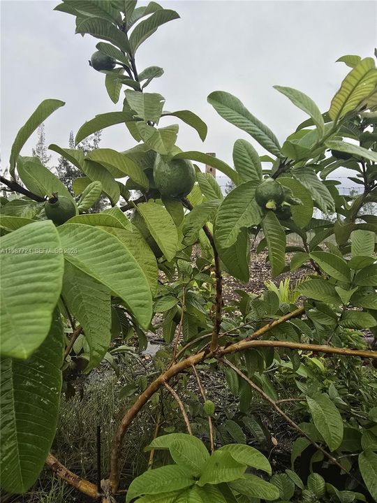 En Venta: $945,000 (0 camas, 0 baños, 0 Pies cuadrados)